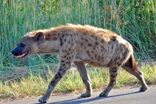 mother fight with hyena to save son in jagdalpur chattisgarh