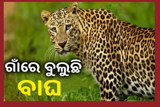 tiger terror in nuapada