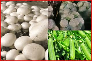 price of Pahari cabbage and mushrooms
