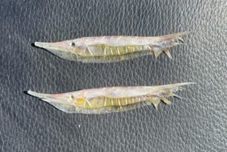 Etv BharatFish Species: વેરાવળના દરિયામાંથી પ્રથમ વખત પકડાઈ રેઝર ફીસ પ્રજાતિની માછલી