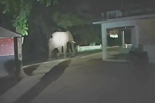 chulli kompan elephant entered the electric fence near Pollachi