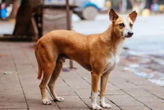 heinous crime with Dog in Indrapuri Delhi