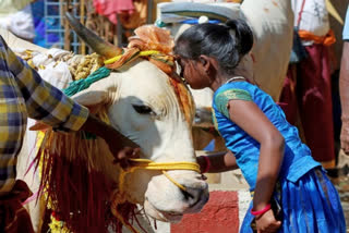 Hope Centre will take decision to ban cow slaughter