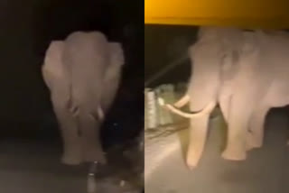 wild elephant attack  idukki  idukki wild elephant  idukki wild elephant attack  idukki news  padayappa  arikomban  അരിക്കൊമ്പന്‍  പടയപ്പ  കാട്ടാന ശല്യം  ഇടുക്കിയില്‍ കാട്ടാന ശല്യം