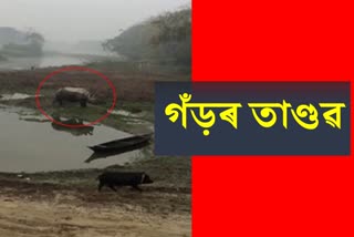 Rhino Terror in Golaghat