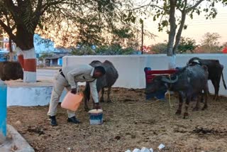 Policemen are guarding buffaloes in Manendragarh