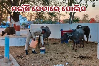 Police personnel turns into buffalo guard