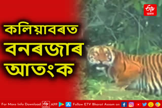 Bengal tiger terror in Kaliabor