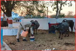 Policemen Are Guarding Buffaloes