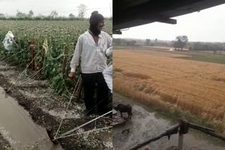 unseasonal rain ruined crops in mandsaur