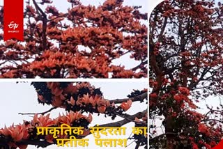 know-what-is-importance-of-palash-flower-in-tribal-culture-of-jharkhand