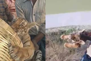 tiger cubs in karnool video