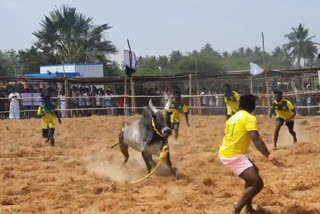 கருக்காடிப்பட்டியில் வடமாடு பிடிக்கும் ஜல்லிகட்டு போட்டி