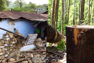 arikomban  tree cutting for catching wild elephant  wild elephant arikomban in idukki  ration shop  arikomban destroyed ration shop  wild elephant attack in idukki  latest news in idukki  അരിക്കൊമ്പനെ കൂട്ടിലാക്കാന്‍ നടപടി  കാട്ടന അക്രമണത്തില്‍ തകര്‍ന്ന റേഷന്‍ കട  റേഷന്‍ കട പുനര്‍നിര്‍മാണം പാതിവഴിയില്‍  മരങ്ങള്‍ മുറിച്ച് വനം വകുപ്പ്  ചിന്നക്കനാൽ ശാന്തൻപാറ  കോടനാട്‌ ആന പരിപാലന കേന്ദ്രം  ഇടുക്കിയില്‍ കാട്ടാന അക്രമണം  തോട്ടം തൊഴിലാളികള്‍  അരിക്കൊമ്പന്‍  ഇടുക്കി ഏറ്റവും പുതിയ വാര്‍ത്ത  ഇന്നത്തെ പ്രധാന വാര്‍ത്ത