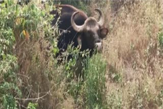 wild buffalo attack in Kothamangalam  Tribal youth dead in wild buffalo attack  wild buffalo attack  കോതമംഗലത്ത് കാട്ടുപോത്തിന്‍റെ ആക്രമണം  ആദിവാസി യുവാവ് മരിച്ചു  ആദിവാസി യുവാവ് മരിച്ചു  എറണാകുളം വാര്‍ത്തകള്‍  എറണാകുളം ജില്ല വാര്‍ത്തകള്‍  എറണാകുളം പുതിയ വാര്‍ത്തകള്‍  kerala news updates  latest news in kerala