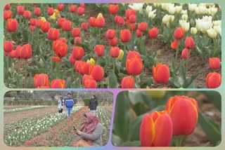 tulip-garden-in-udhampur-khud-welcomes-tourists-in-jk
