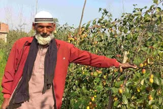 jujube farming in Bareilly