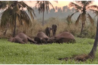 Death of three elephants