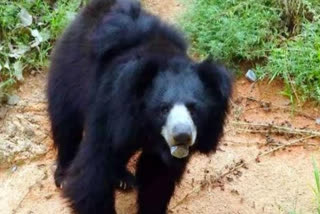 Bear death in Manendragarh