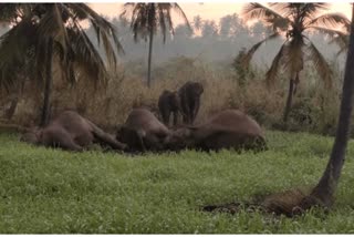 Etv BharatThree elephants dead due to electric fence in dharmapuri