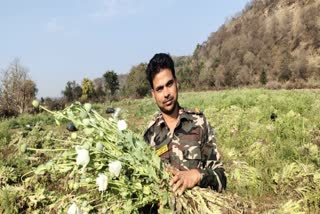 Illegal afeem crop planted in 3 bighas