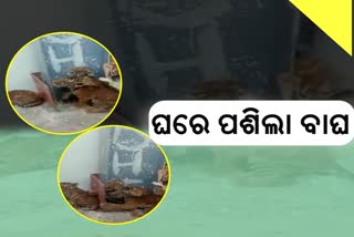 ବାଘ ଆତଙ୍କ, ଘରୁ 4 ବାଘ ଛୁଆ ଉଦ୍ଧାର