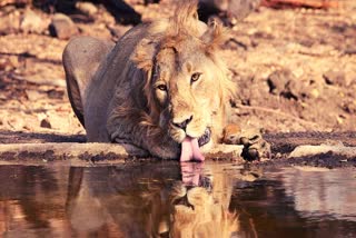 Gir National Park : જંગલનો રાજા તરસ છુપાવતો કેમેરામાં થયો કેદ