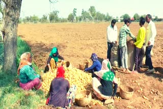 despite-the-announcement-of-support-package-for-potato-farmers-resentment-among-farmers