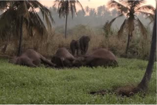 Electric fence elephants died