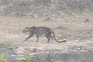 Leopard Reached Near CPU Office in Haridwar