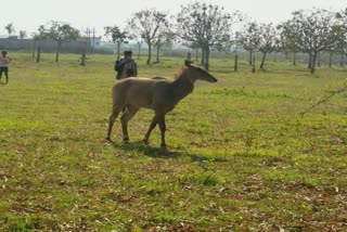 Nilgai in Malda