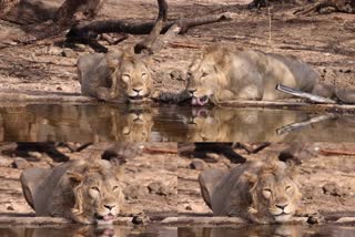 gir national park lion