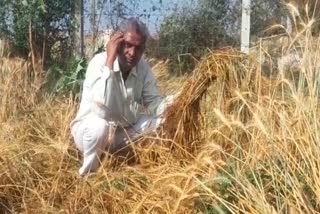 Unseasonal rains in Deesa : બનાસકાંઠા જિલ્લામાં વરસાદથી ખેડૂતોને નુકસાન