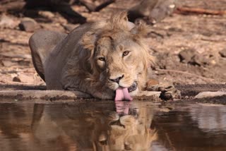 rare picture of lion while drink wate