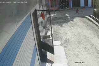 Rajasthan CCTV footage shows four year old attacked by stray dogs Pratapgarh
