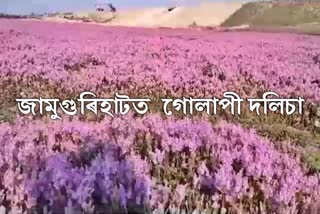 assam jamugurihat beauty