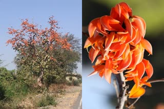 Celebrating Holi with natural colors