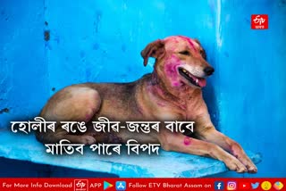 How safe is HOLI for Pets and Stray Animals