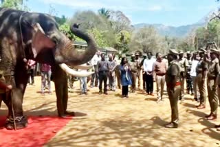 Retirement of Elephants