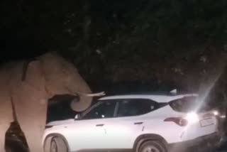 wild elephant attack on car