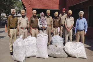 A crop of cows was recovered at village Maherna Kalan in Ludhiana