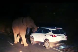 Wild elephant attacks car in coimbatore