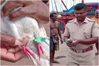 Spy Pigeon Found in Odisha