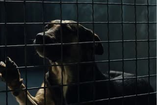 dogs starved to death in South Korea