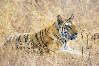 MP Khandwa Youth injured tiger attack