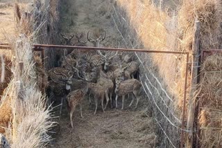 38 chital sent from Mukki to Bhaisanghat