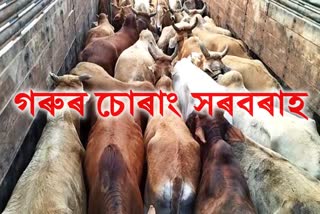 cattle smuggling in nagaon