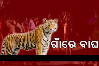 balangir tiger terror