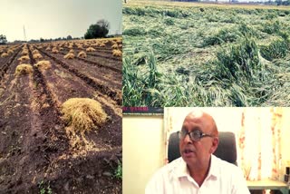95-percent-of-the-crops-were-harvested-in-rajkot-district-even-before-the-rains