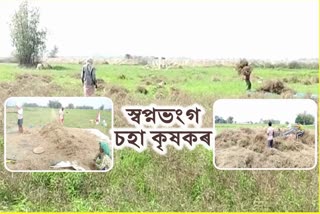 Mustard farmer facing problems in Dhemaji